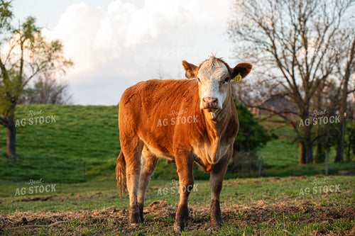 Cattle on Pasture 189027