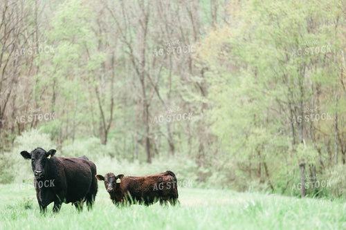 Angus Cow Calf Pair 230001