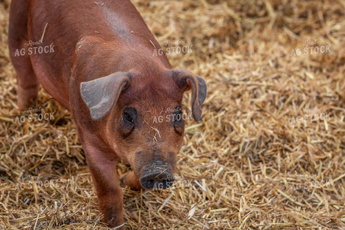 Indoor Pig 270530