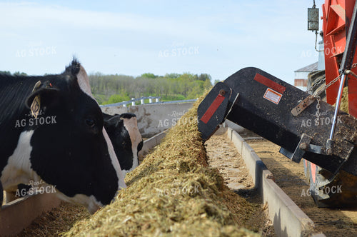Feeding Cattle Total Mixed Ration 206008