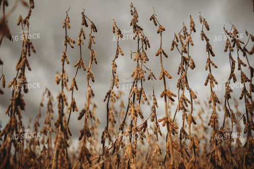 Dry Soybeans Under Cloudy Sky 3375