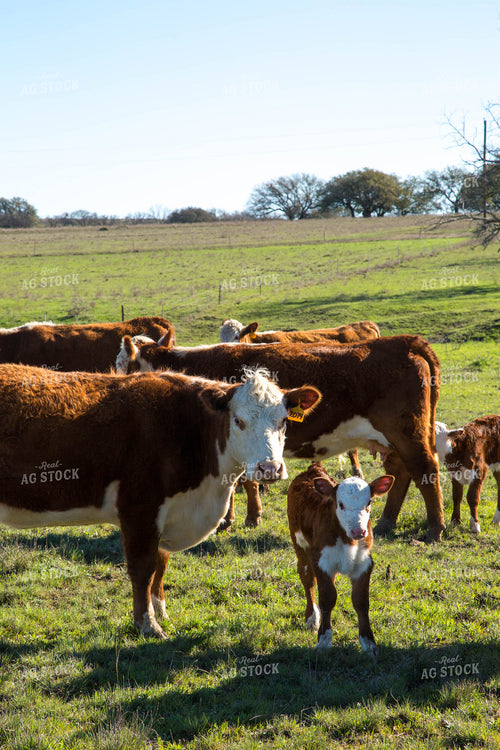 Hereford Cows and Calves 161020