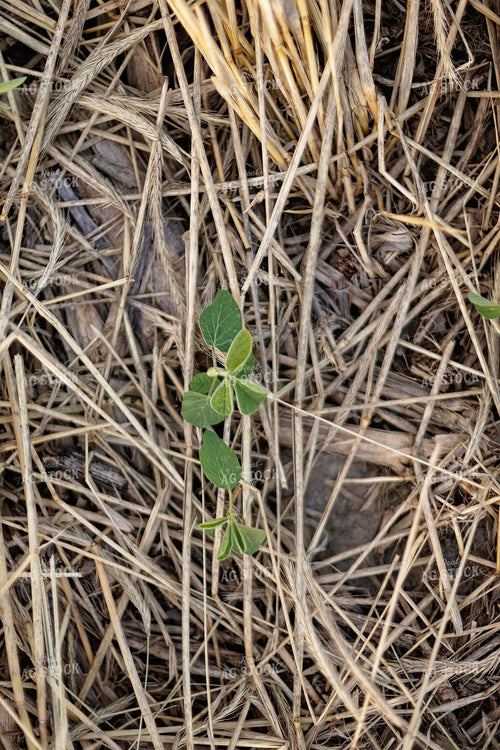 Early Season Soybeans 93278