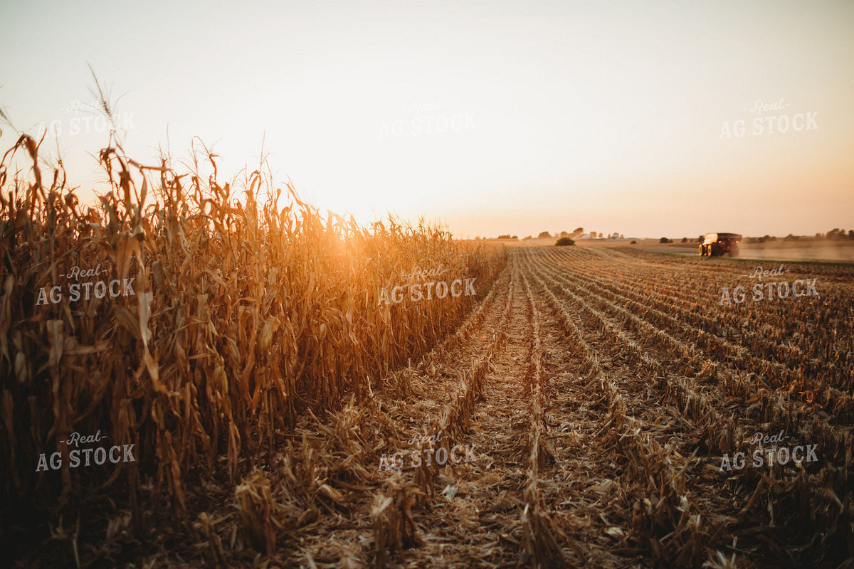 Corn Harvest at Sunset with Combine in Distance 400026