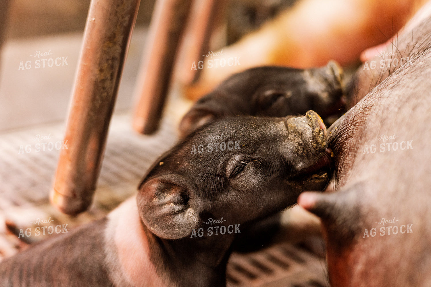 Hampshire Piglets 233019