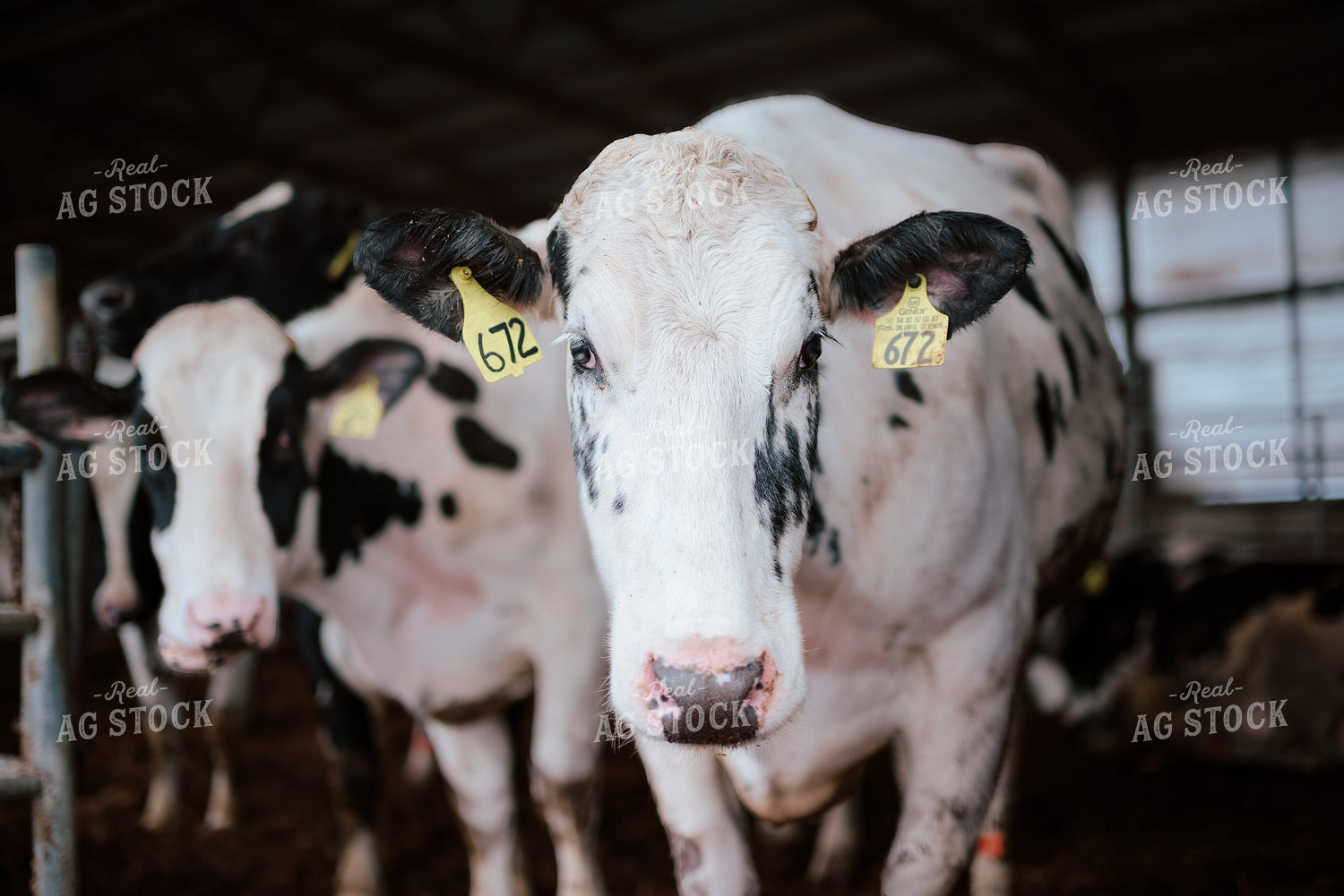 Holstein Cows 137080