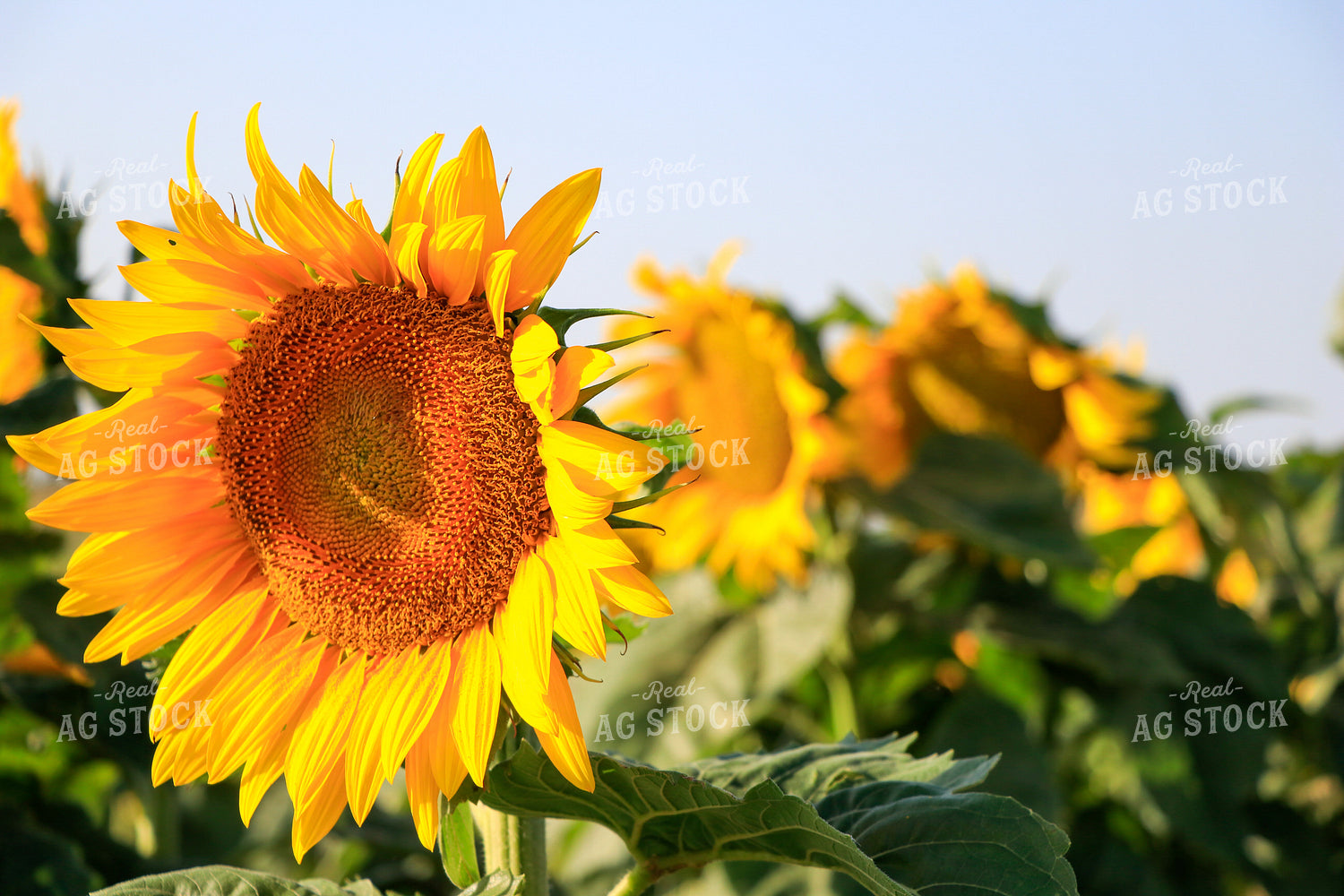 Sunflowers 60059