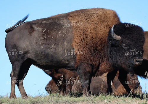 Bison 141797