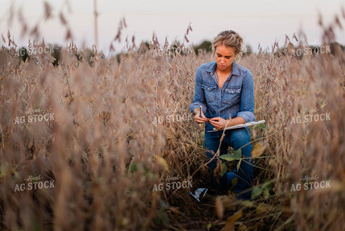 Female Agronomist Checking Beans 8357