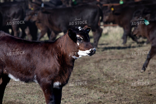 Black Angus Calf on Pasture 117245