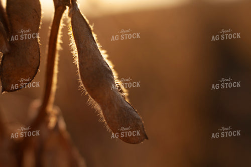 Soybeans - Dry 1574