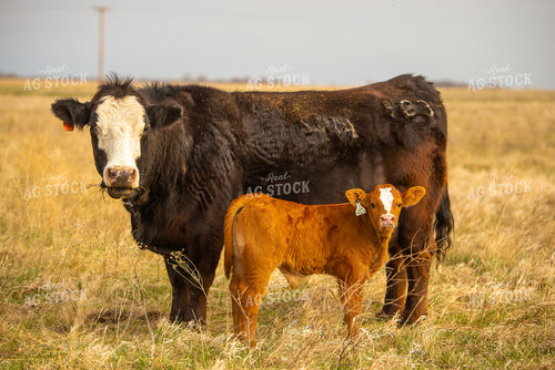 Simmental Cow Calf Pair 299145