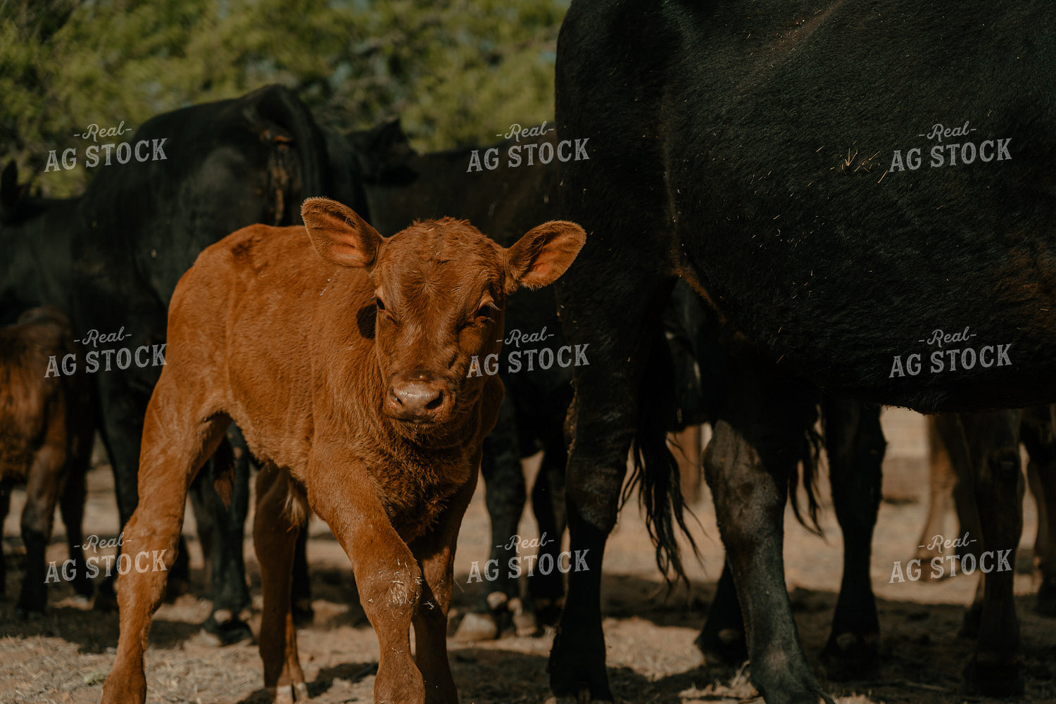 Calf 58294