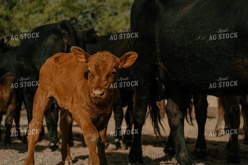 Calf 58294