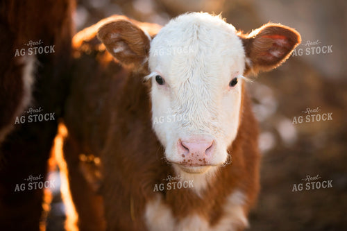 Hereford Calf 55135