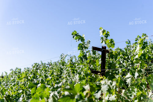 Vineyard Grape Production 107066