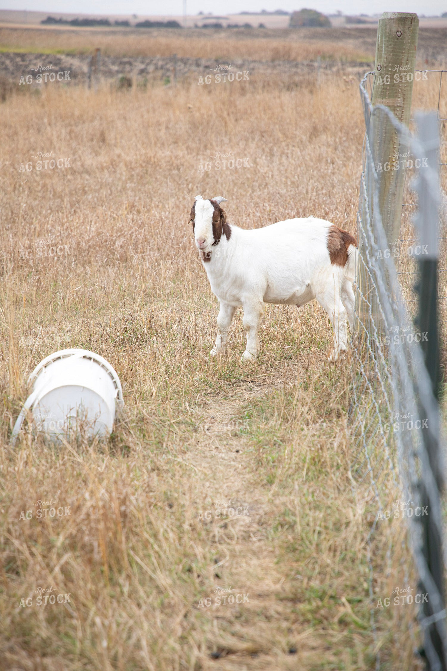 Goats 117125