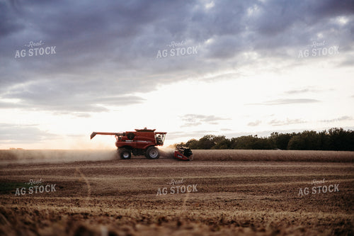 Soybean Harvest 281111