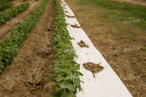 Poly Irrigated Soybean Field 125330
