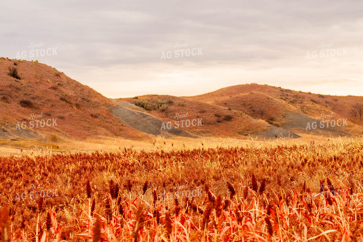 Dried Sorghum Field 299069