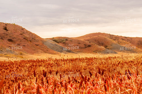 Dried Sorghum Field 299069