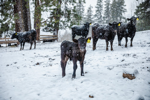 Angus Cows and Calf in Snow 66037
