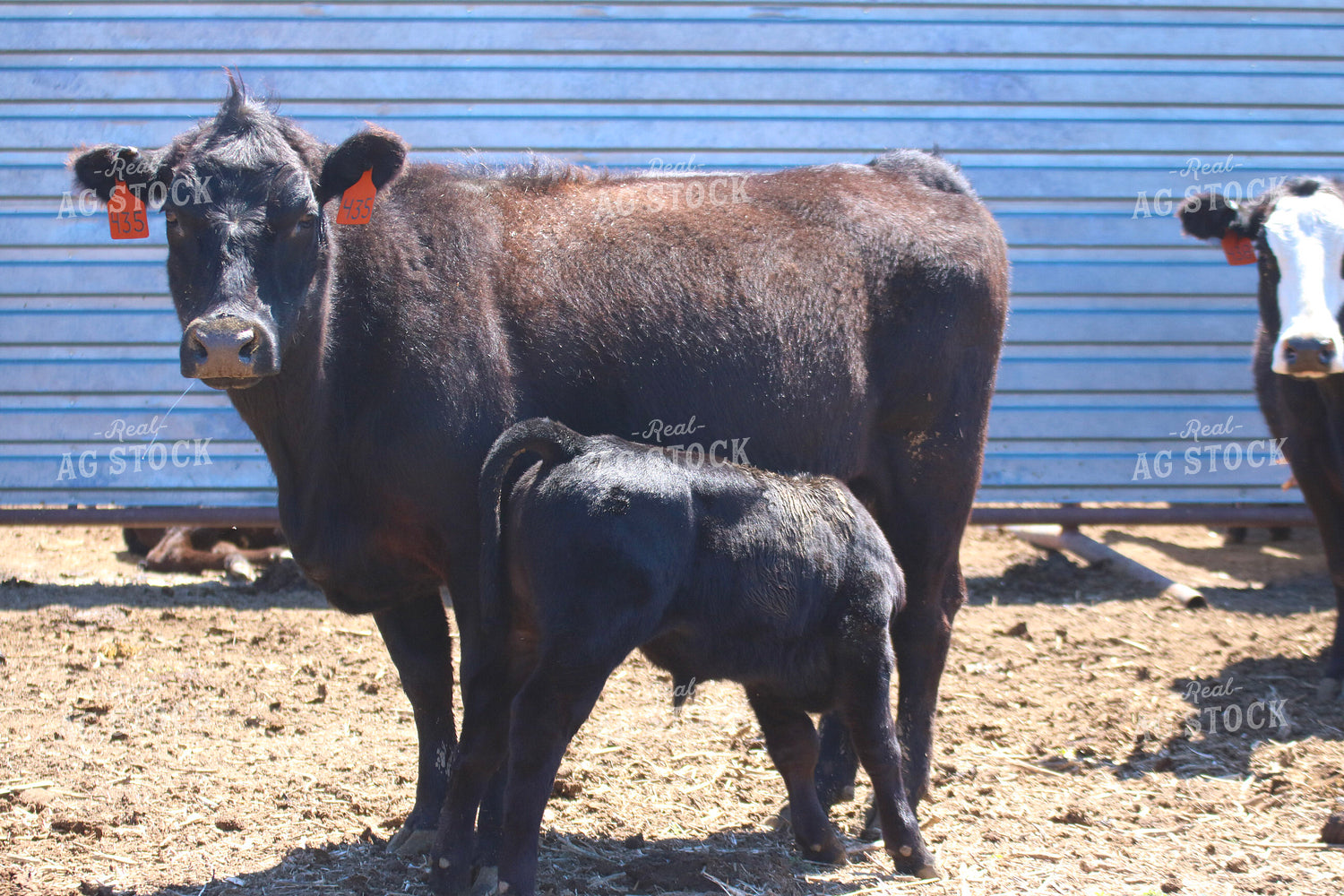 Angus Cow Calf Pair 82429