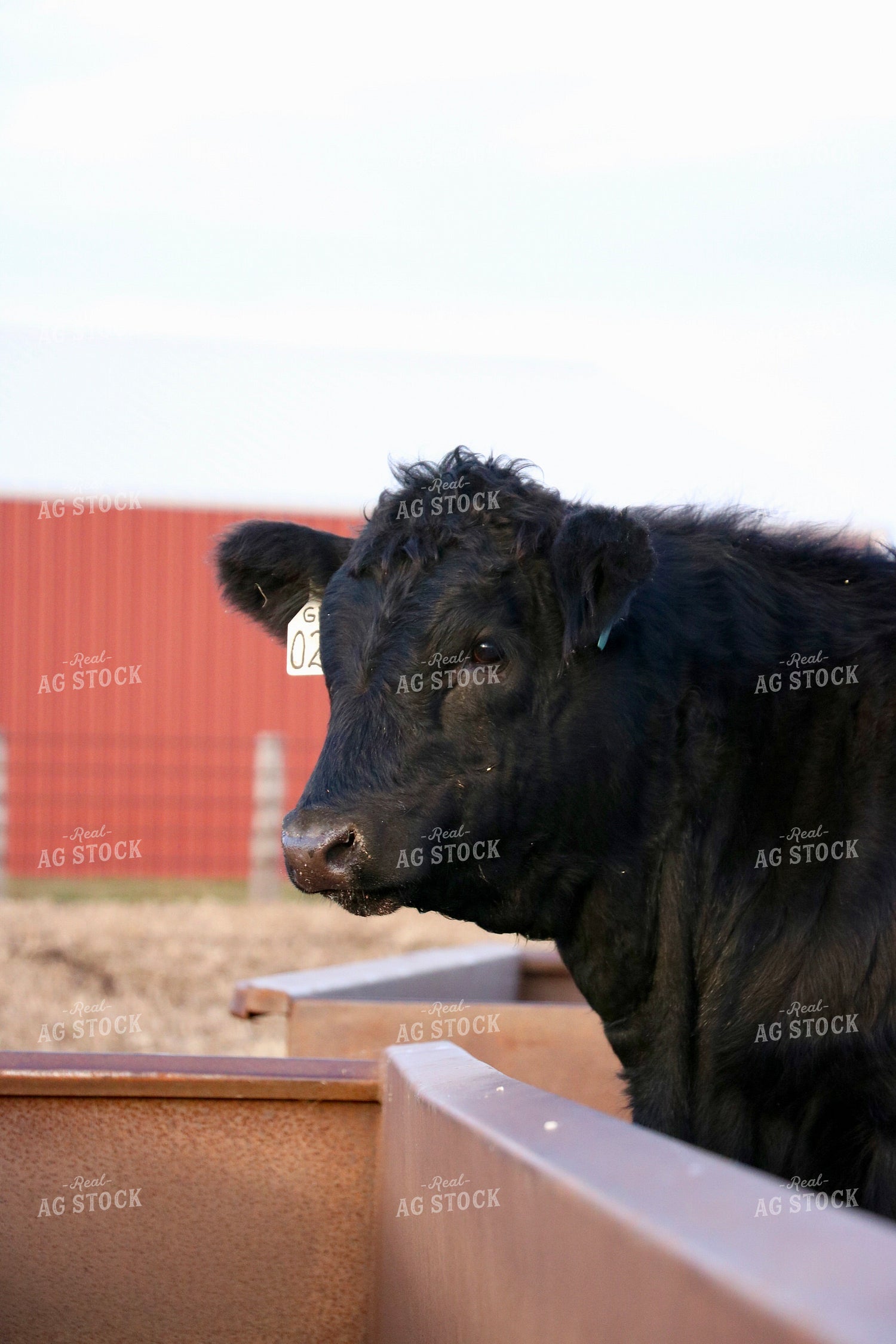 Black Angus Bull 299293