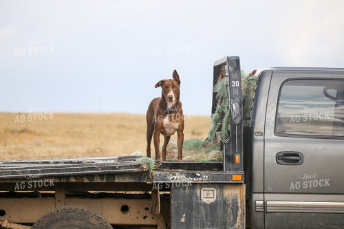 Ranch Dog Working Cattle 275025