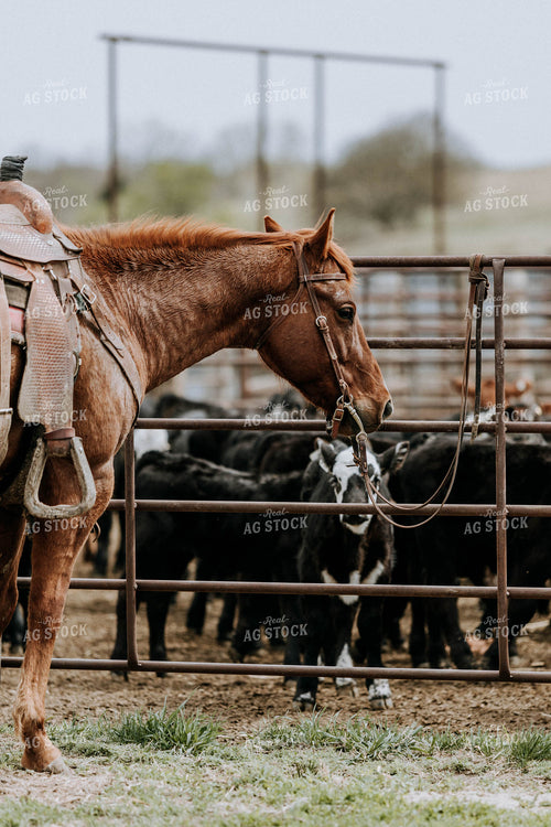 Horse Outside of Cattle Fence 77078