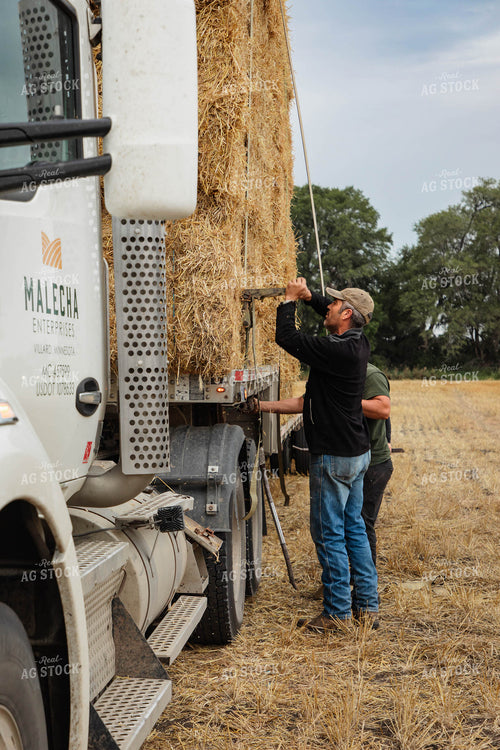 Farmer Securing Wheat Straw Bales 152593
