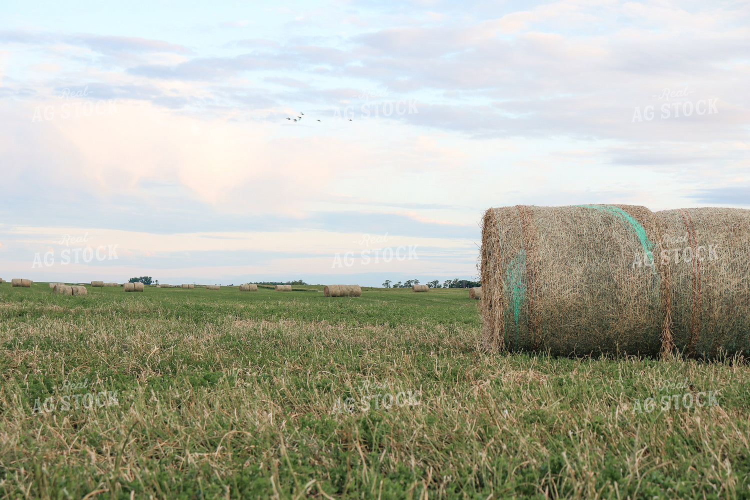 Round Hay Bales in Field 72010
