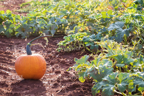 Field of Pumpkins 60067