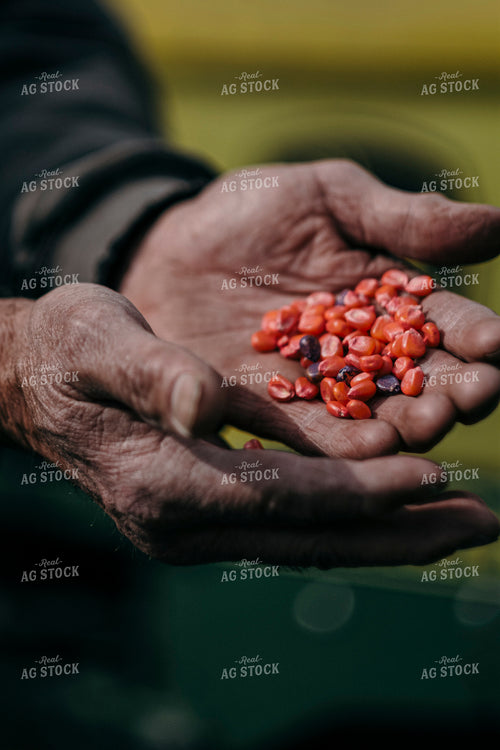 Farmer Holding Corn Seed in Hands 250072