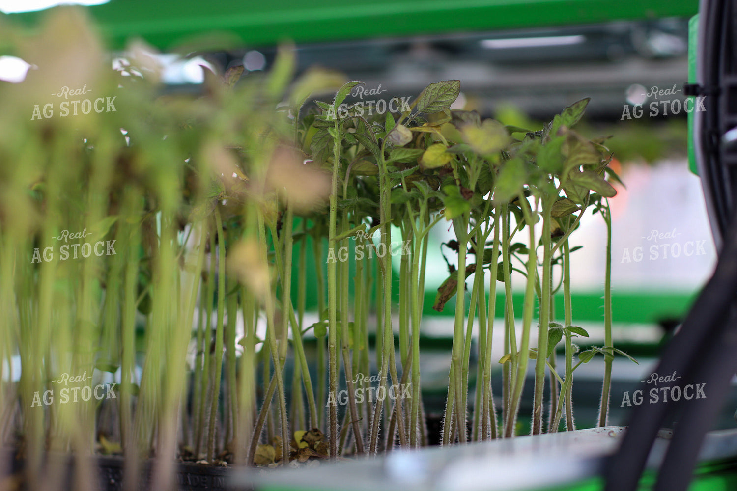 Tomato Plants 109001