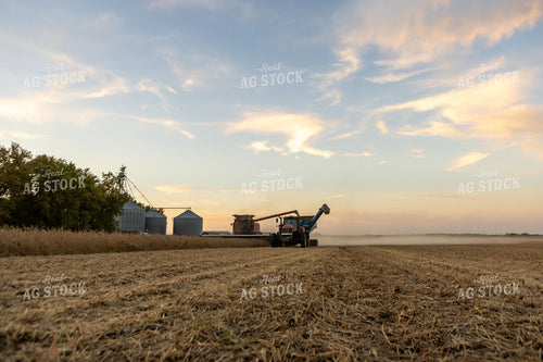 Soybean Harvest at Dusk with Combine and Grain Cart 408009