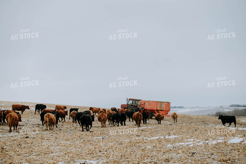 Cattle in Pasture and feed mixer 77170