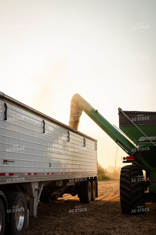Soybean Harvest 268087