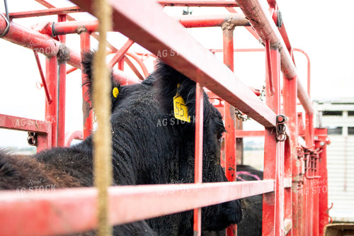 Working Cattle 214258