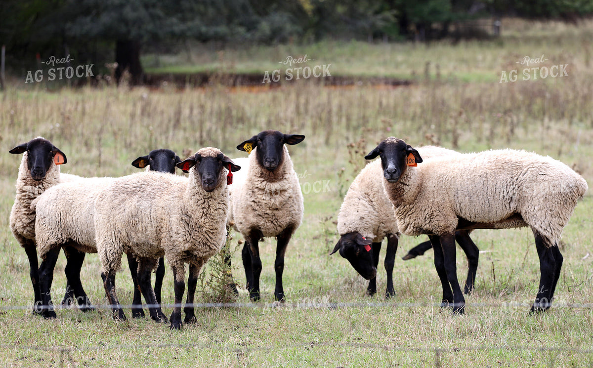 Sheep on Pasture 141809