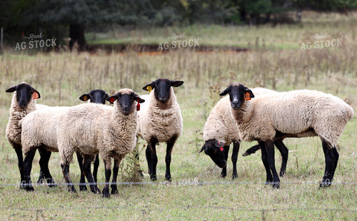 Sheep on Pasture 141809
