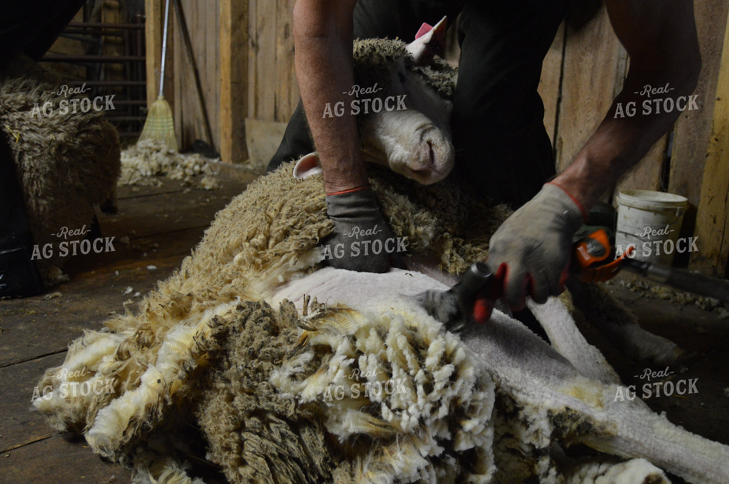 Farmer Shearing Sheep 164010