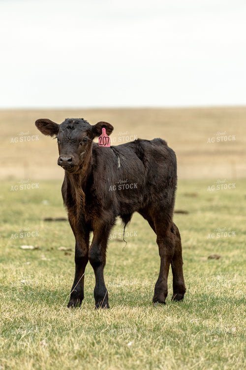 Black Angus Calf 155723
