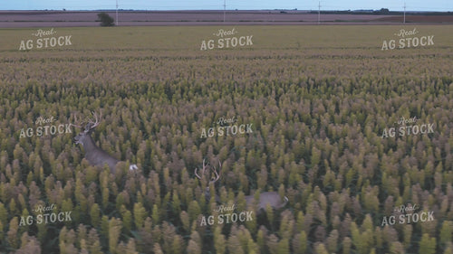 Bucks in Milo Field 239402