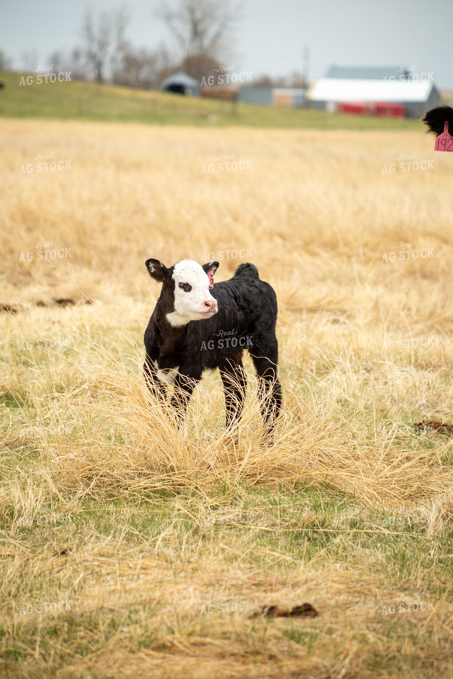 Black Baldy Calf 155705