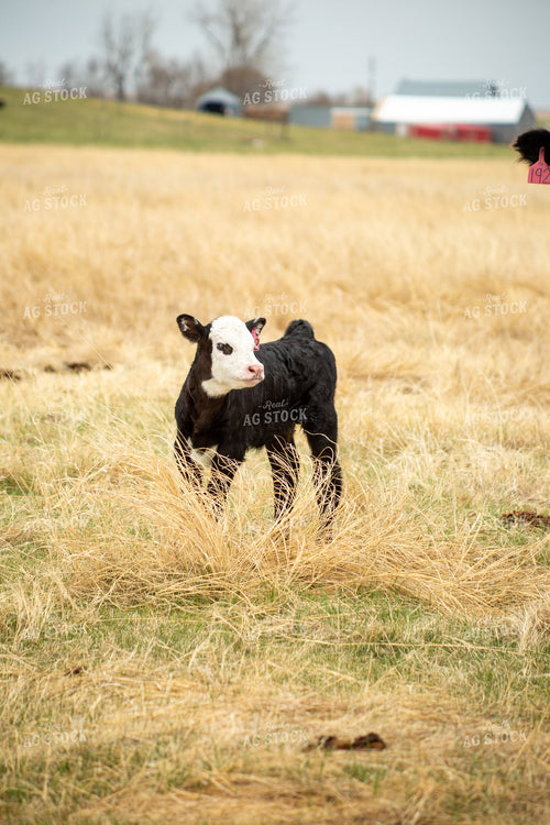 Black Baldy Calf 155705