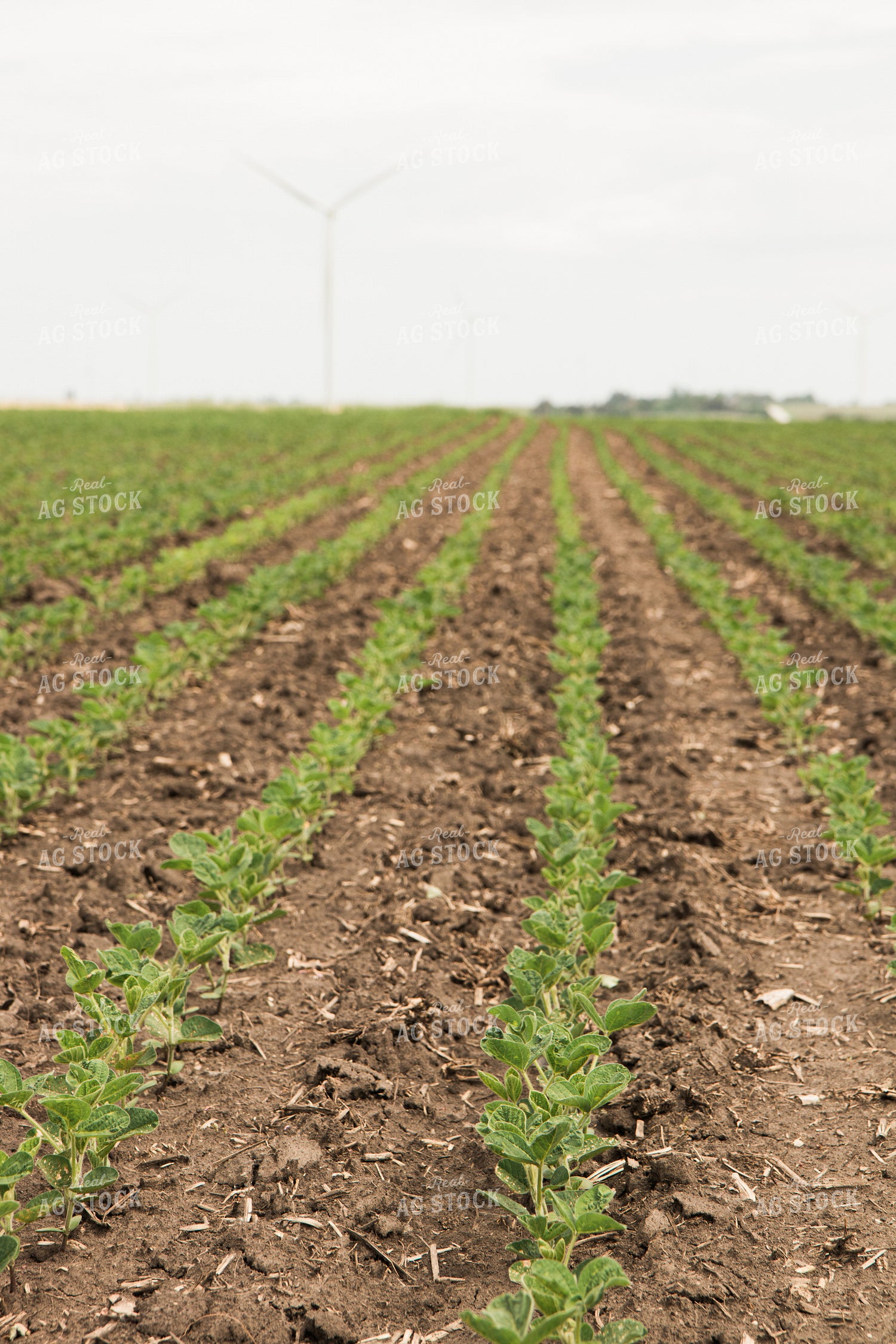 Soybean Field 67355