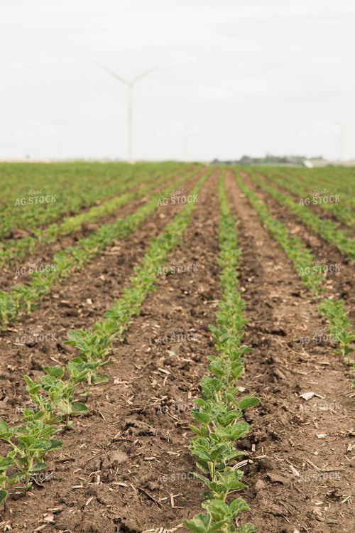 Soybean Field 67355