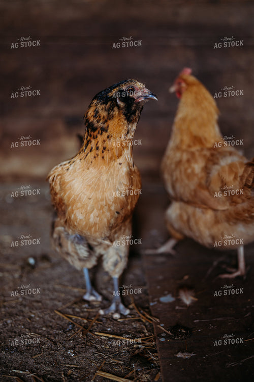 Chickens 196275