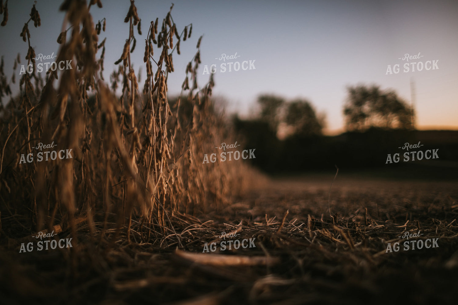 Soybean Field at Harvest at Dusk 5180